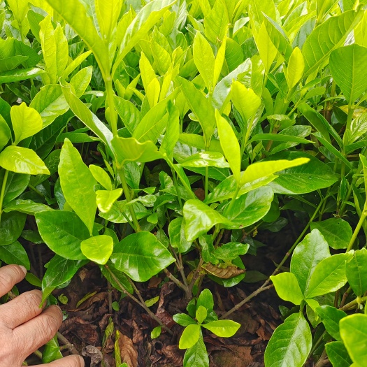 大叶栀子花，四季长青，春季开花，芳香四溢，适应性极强。