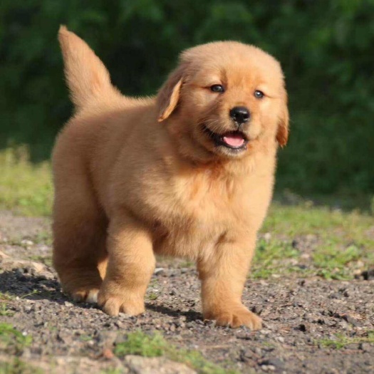 郓城县双血统沙滩金毛幼犬保证健康纯种公母均有支持视频选狗