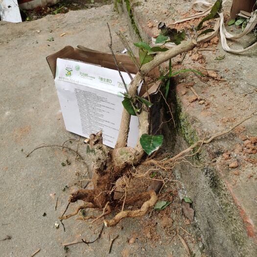 连江县栀子花桩、两面针、