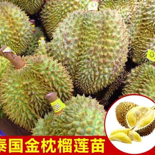 灵山县泰国金枕榴莲树苗嫁接金枕头榴莲苗榴莲果树苗南方种植