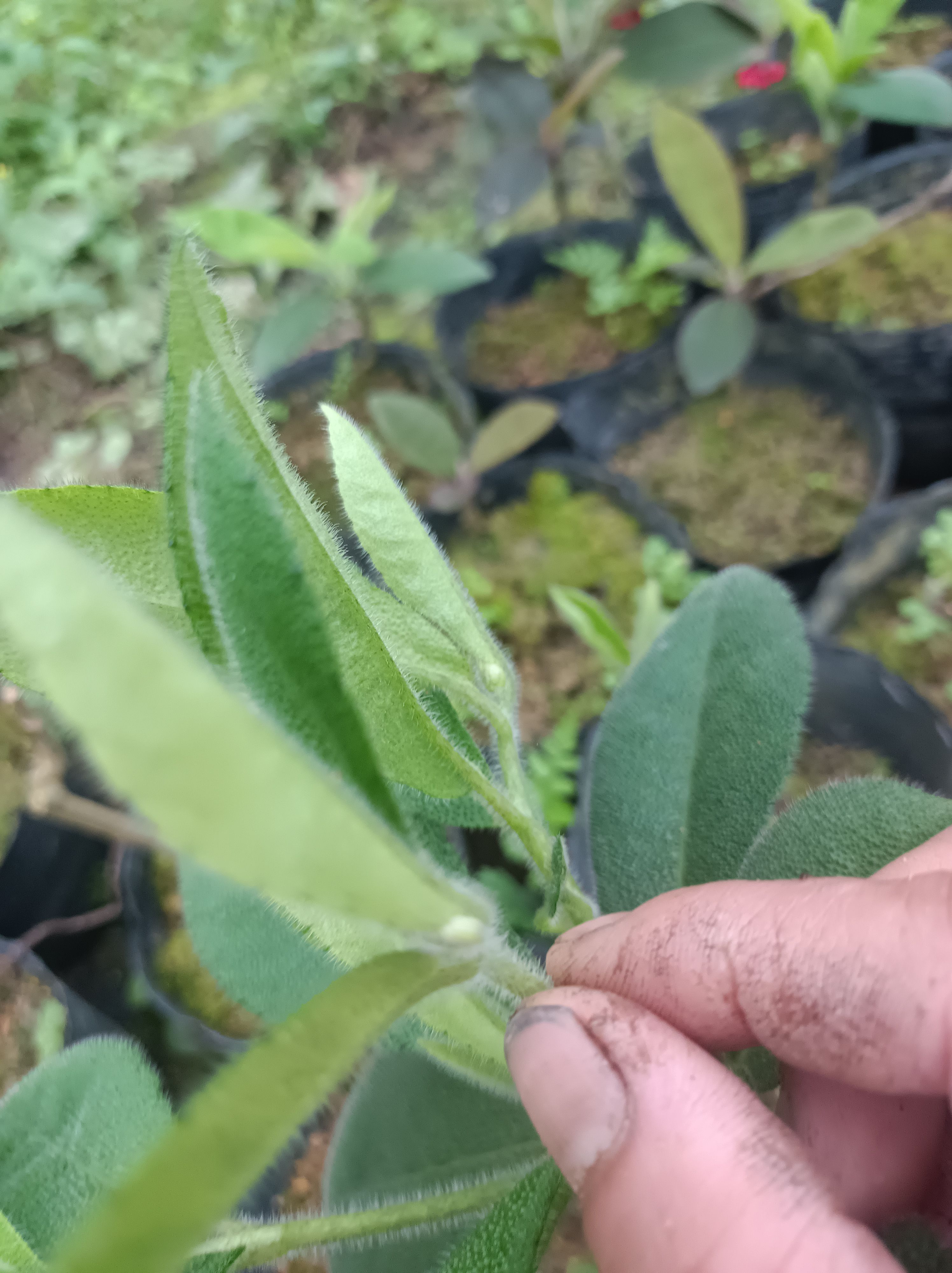 虎舌红盆栽  虎舌红盆景带果