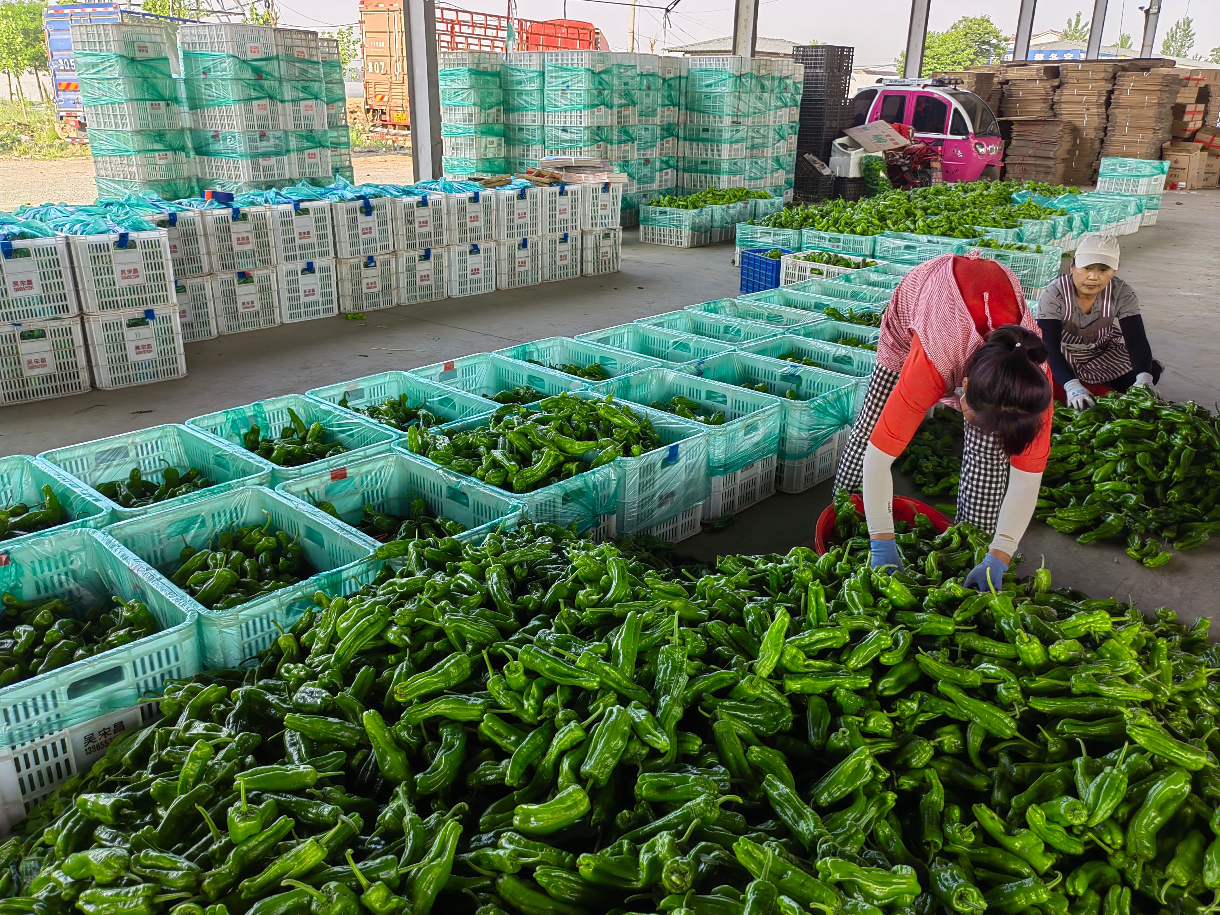 精品薄皮芜湖椒，电商超市供应，量大从优，欢迎新老客户采购