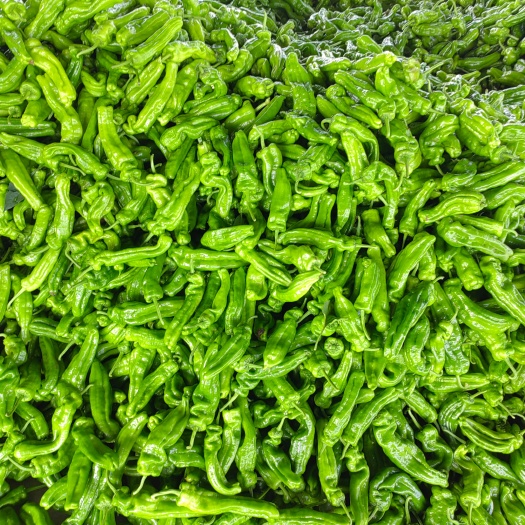 兰陵县精品薄皮芜湖椒，电商超市供应，量大从优，欢迎新老客户采购