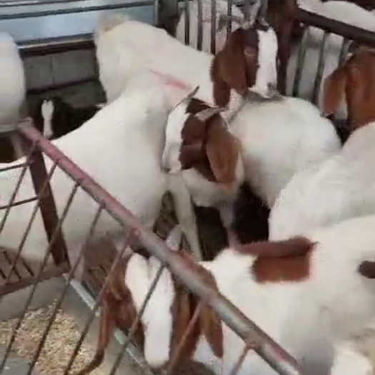 嘉祥县波尔山羊
