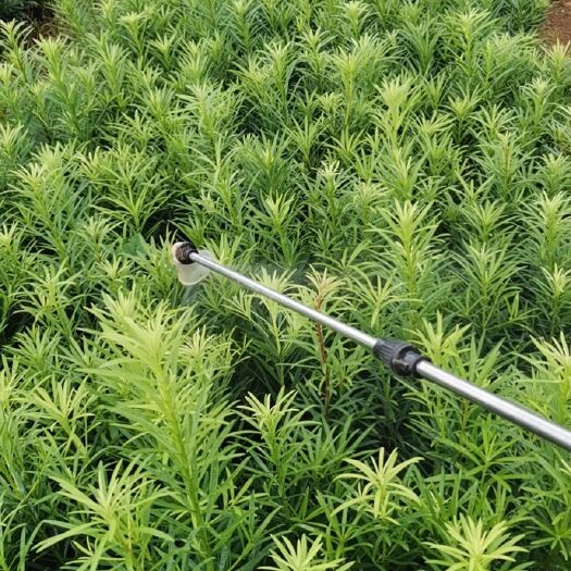 阳朔县罗汉松苗