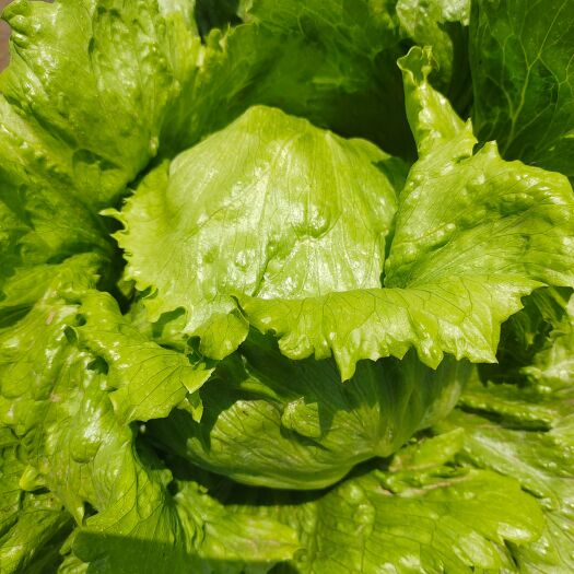 邯郸球生菜