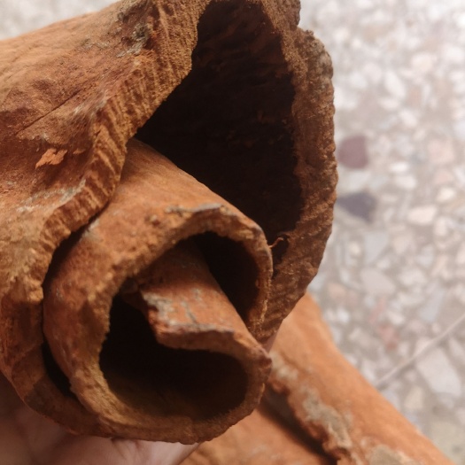 玉林广西高山肉桂特厚特大
