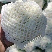 精品松花大量上市，产地直发，新鲜采摘，欢迎各地商客联系