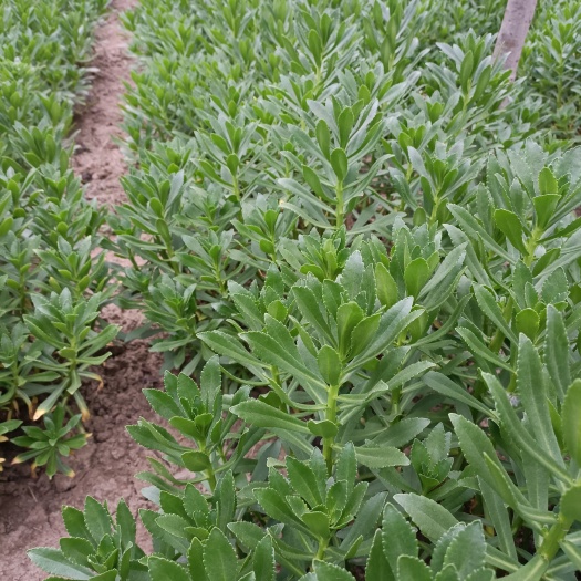 阜阳救心菜