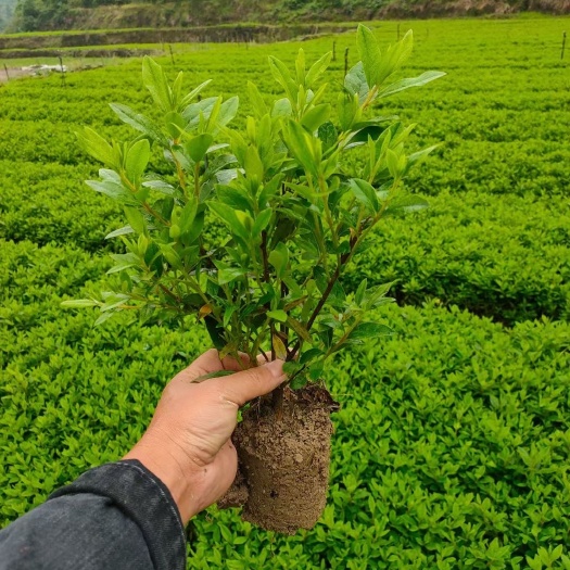 郴州苗木基地大量供应移栽毛鹃 春鹃 杜鹃苗色块小苗及球形