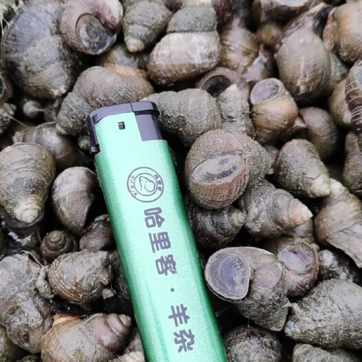 仙桃市9.8成饲料螺放生螺1.0--1.3规格田螺