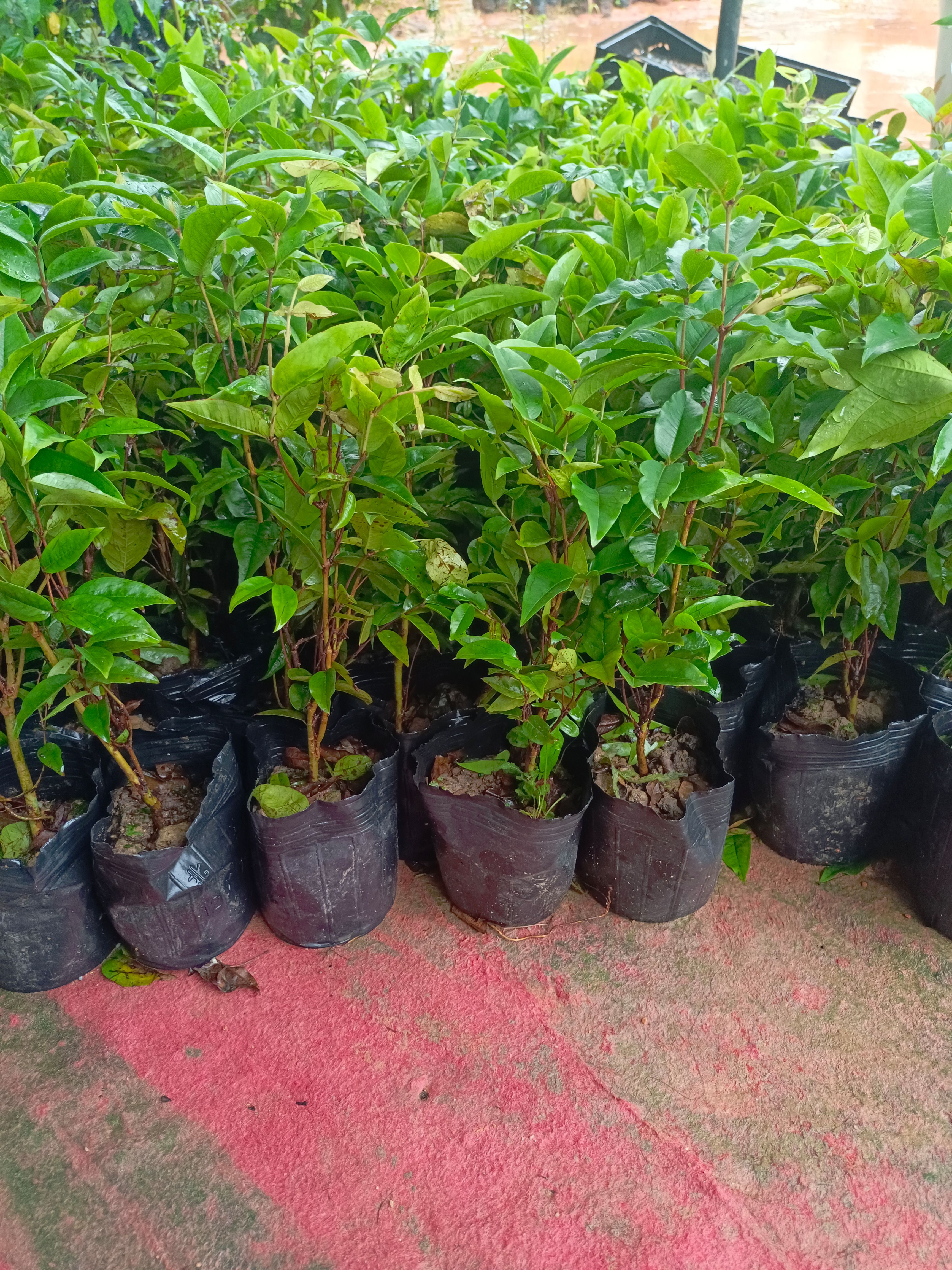 艾斯卡嘉宝果。