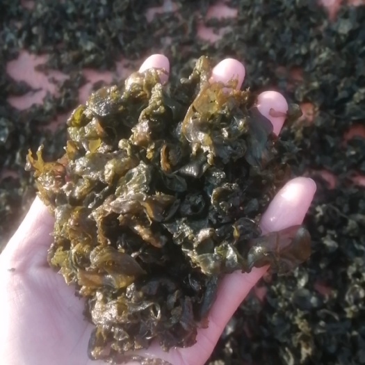 中卫宁夏野生地皮菜，手捡的，经过筛选干净，免洗大片地皮菜