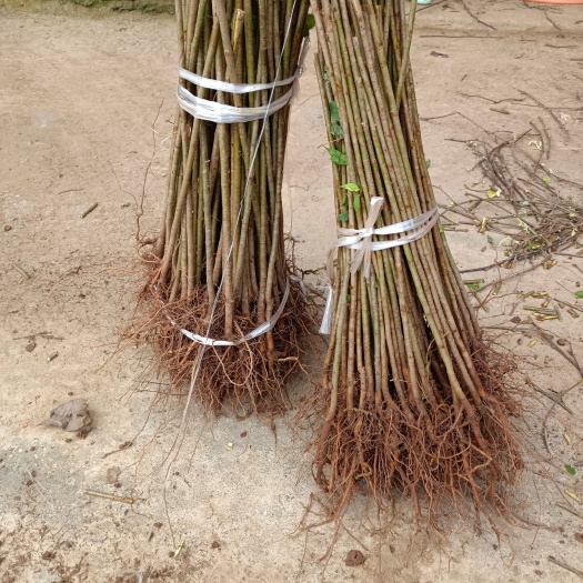 苍溪县樱桃实生苗 大青叶樱桃苗 嫁接用占木苗  毛樱桃苗