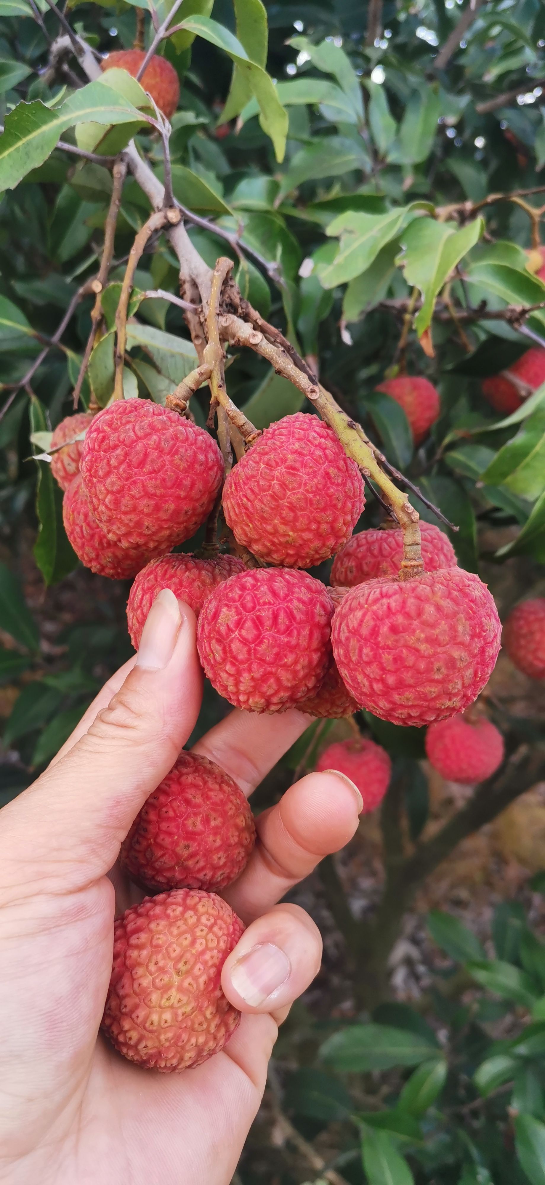 广东荔枝，大量上市