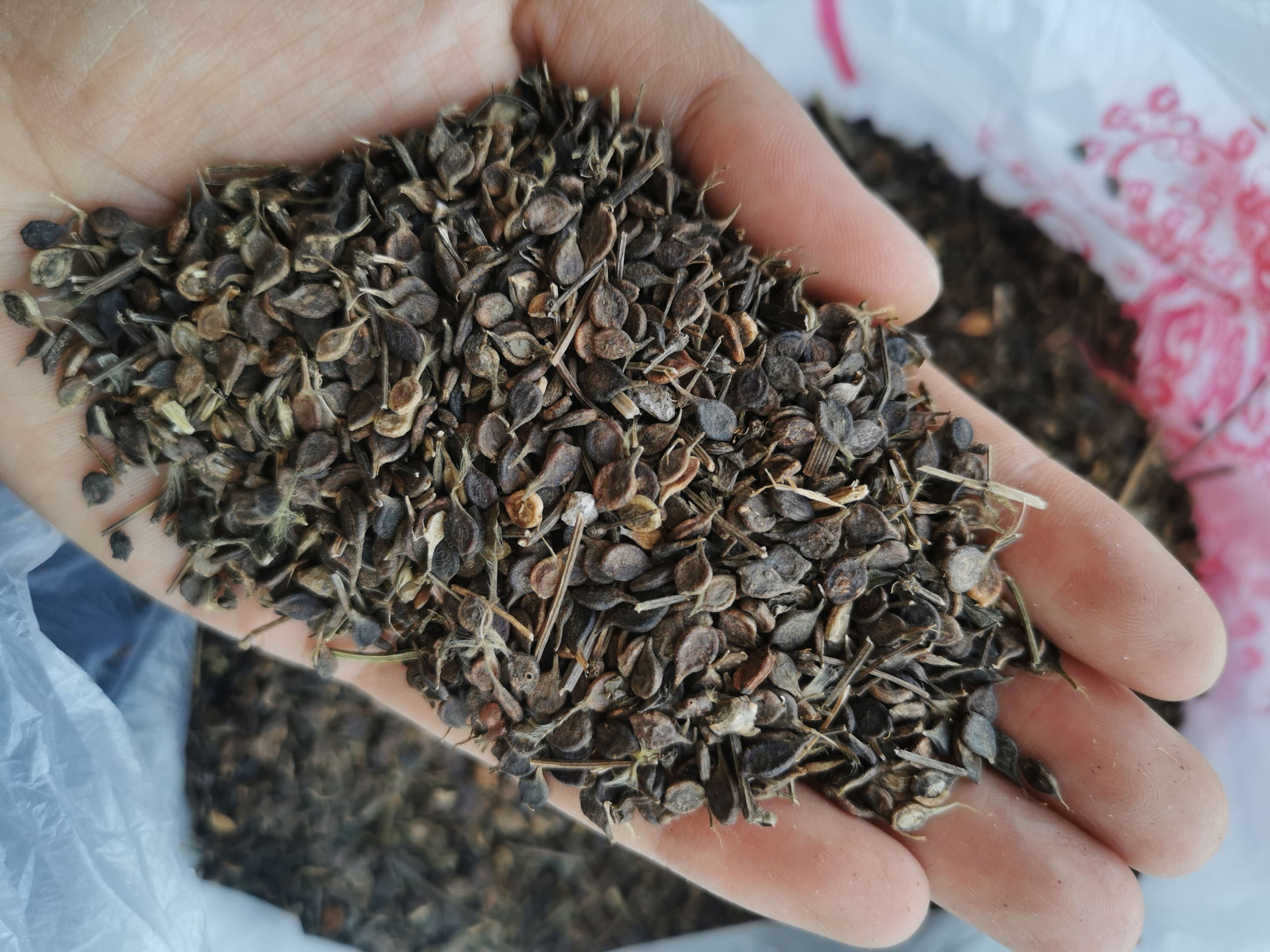 威灵仙种子成熟度高出芽率好