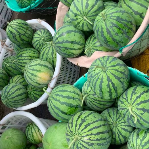慈溪市头茬西瓜 8424包红包甜 咸地西瓜 特别甜
