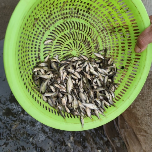 郑州鲤鱼苗 寸片