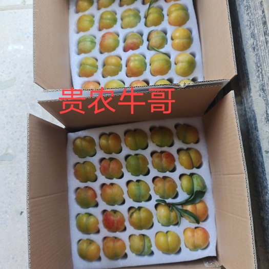 镇宁县六马蜂糖李顺丰包邮