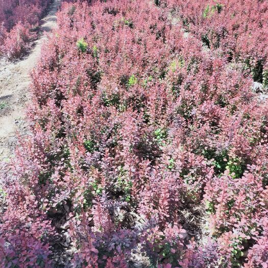 曲阳县红叶小檗杯苗土球裸根苗紫叶小波小卜大量出售批发小区公园绿化苗