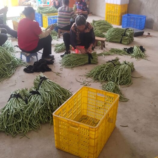 平南县大量豆角上市，欢迎新老朋友前来采购