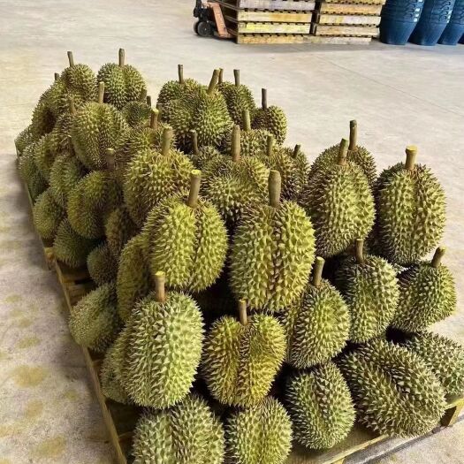 景洪市榴莲