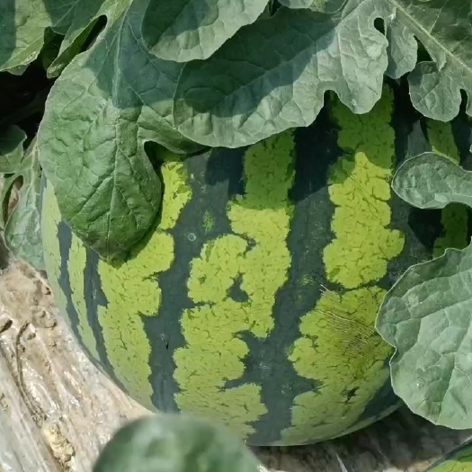 微盟西瓜