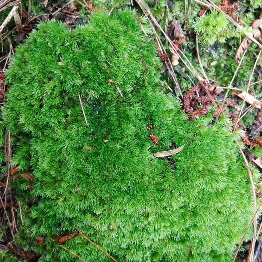 紫云县青苔专用种兰花现找，现发货