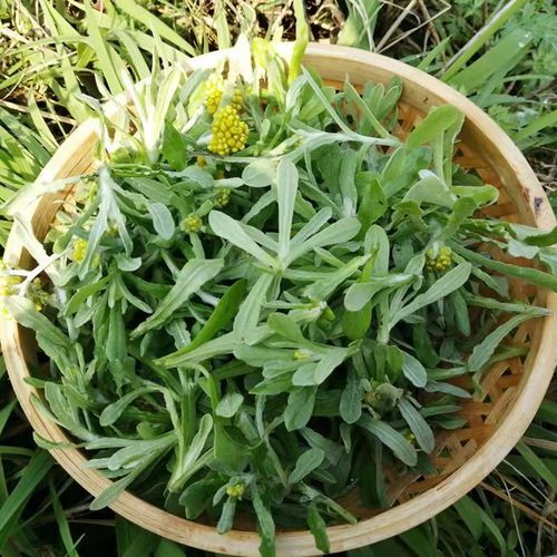 凯里市清明草，鼠曲草，全部干货