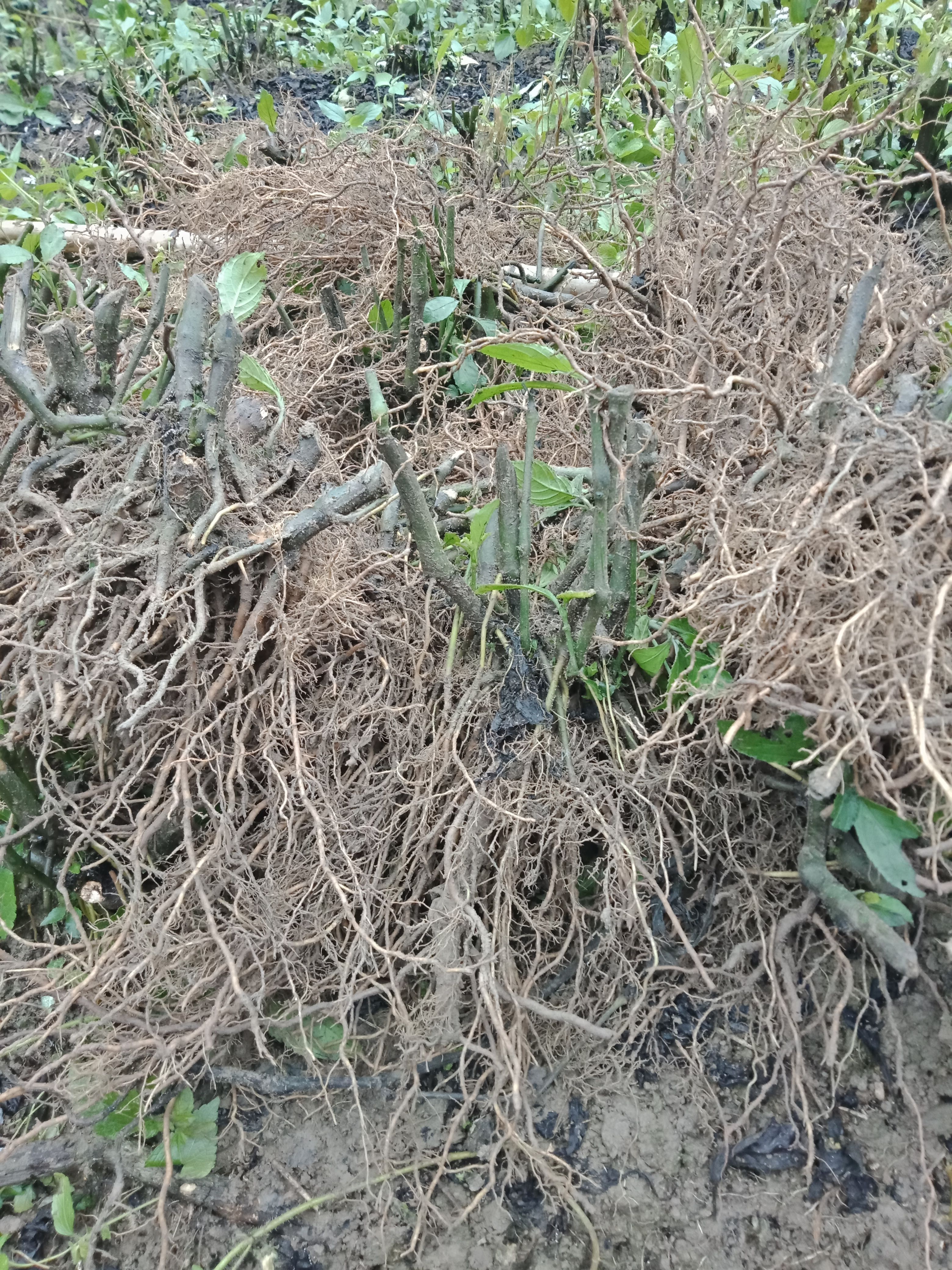 南板蓝根地下部分含阳枝十公分左右干货