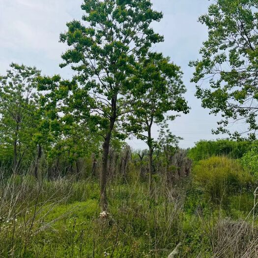 沭阳县苗圃出让出售榉树乌桕紫叶李柳树低价处理