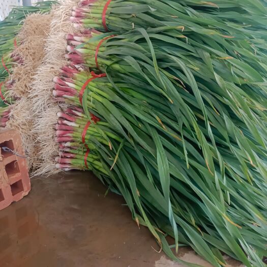 临洮县红白蒜苗大量上市