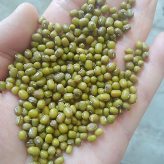东北绿豆  打粉熬粥  夏天解暑  每袋25kg