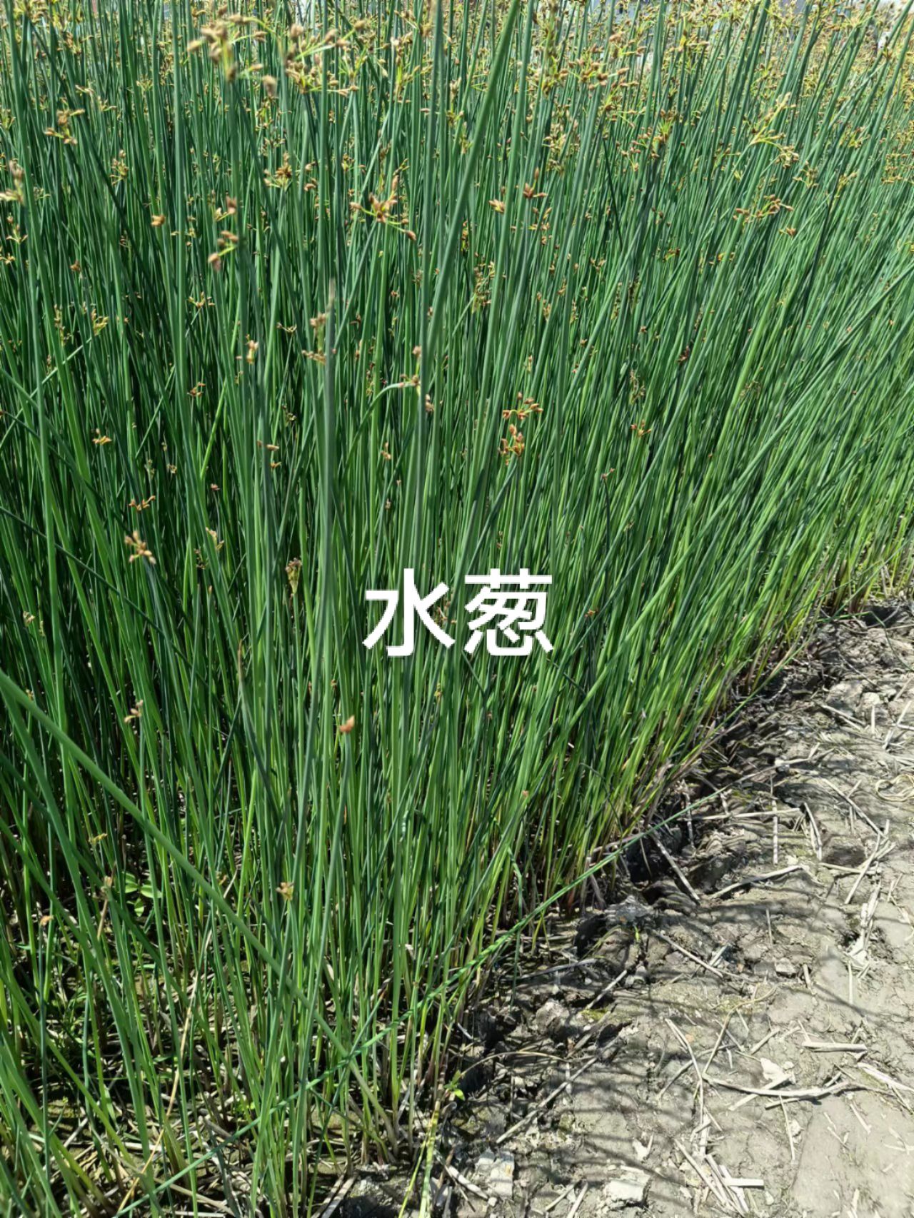 水葱