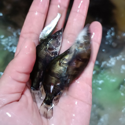南宁桂花苗