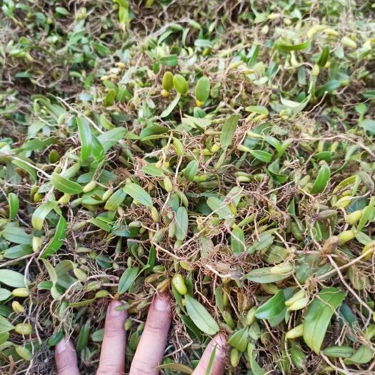 广南县单叶小果石橄榄