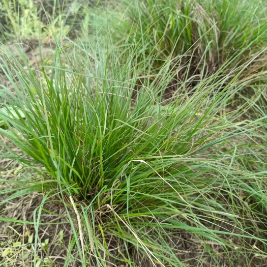 杭州小兔子狼尾草