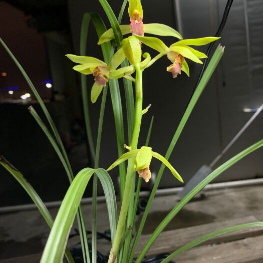 三穗县贵州蕙兰新品青花红舌，此花为木纹草质直立叶，绿蕙红舌对比度高