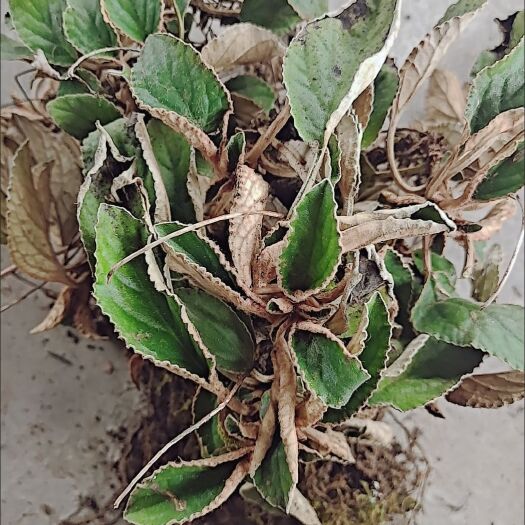 紫云县轮肝草石上莲还魂草毛芥菜整草包邮
