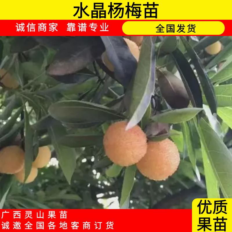 乳山市辰博苗木經(jīng)營部