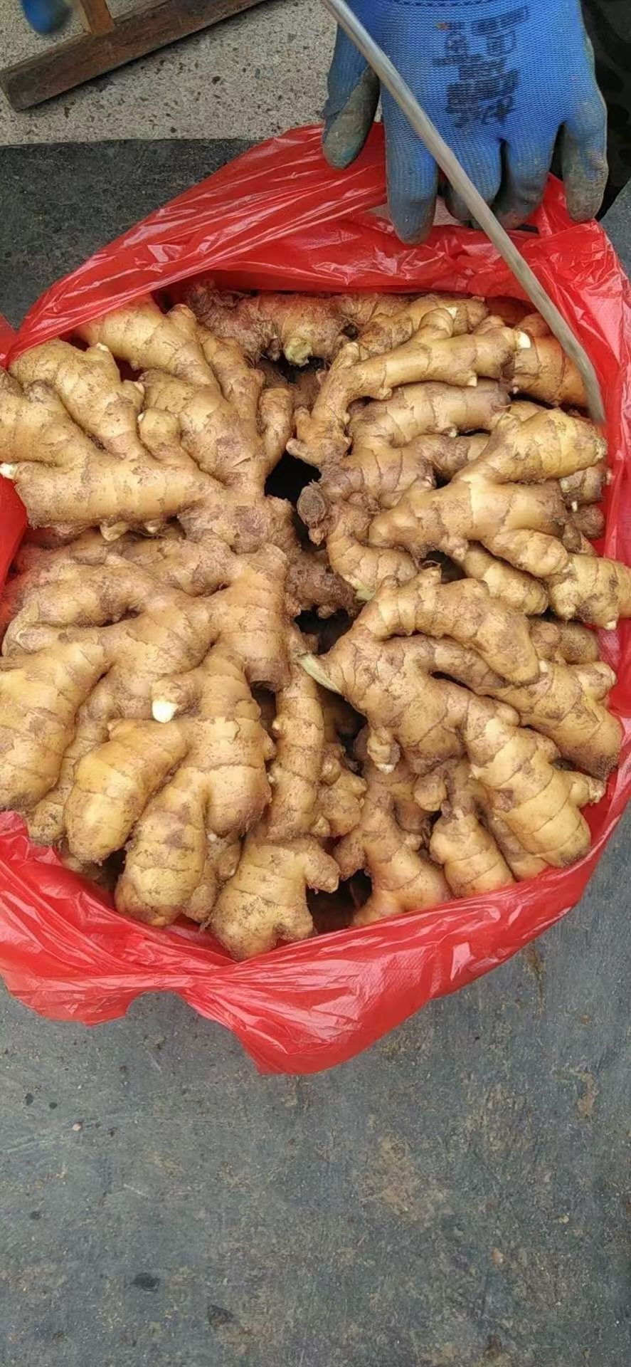 小黄姜 4~6两 带土
