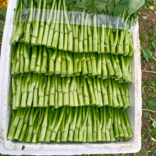 上海菜心