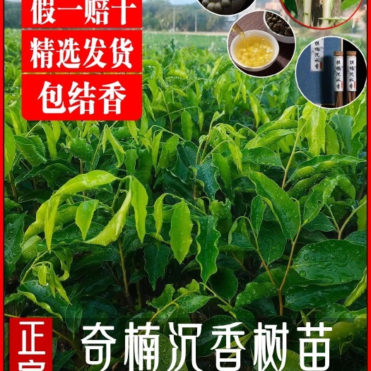 茂名正宗名贵绿奇楠沉香树苗一代棋楠母树嫁接苗场直发原土带叶