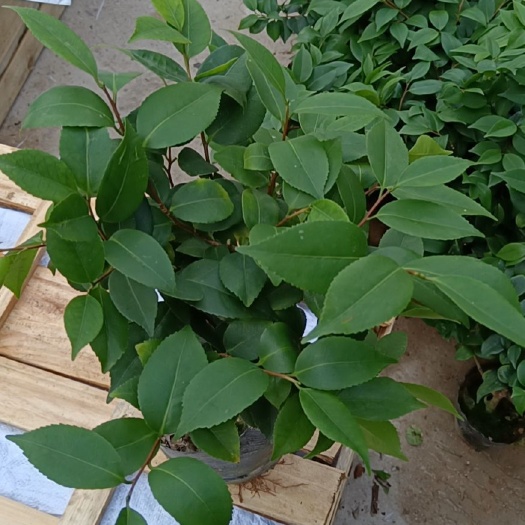 漳平市18杯香妃菜苗