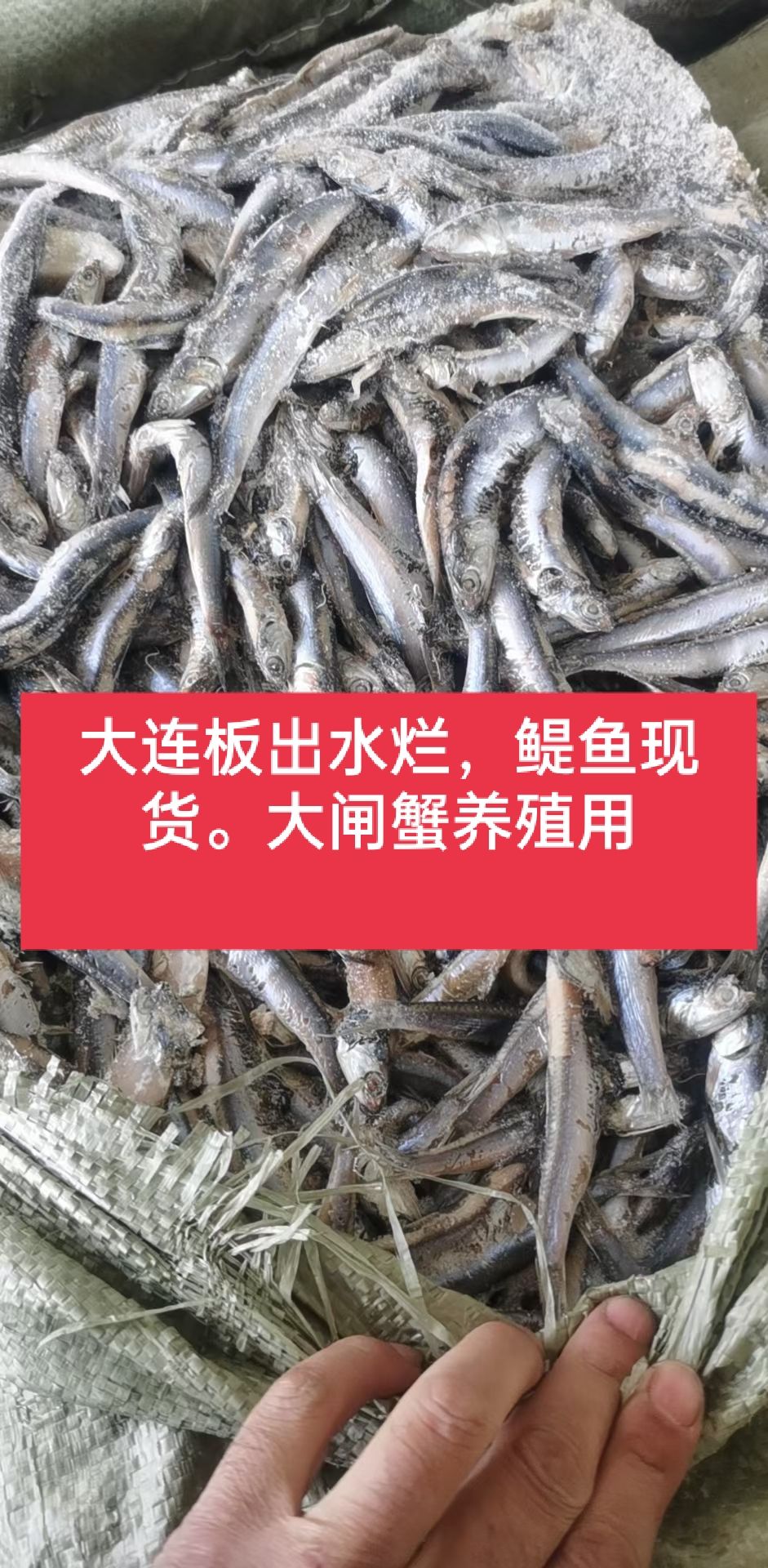大连大连板出水烂，一锅二锅鳀鱼，船冻陆冻干板，大闸蟹养殖