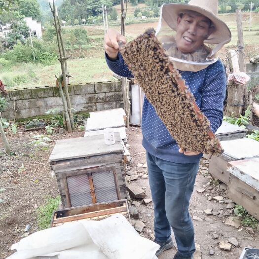兴仁市【黔货出山】贵州山里蜂农自养土蜂蜜