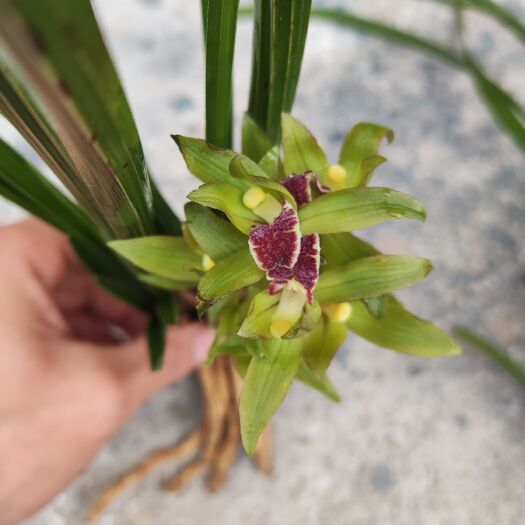 三穗县贵州蕙兰浓香型花草矮中型苗，整兜出售