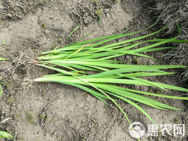 黄菖蒲（黄花鸢尾）