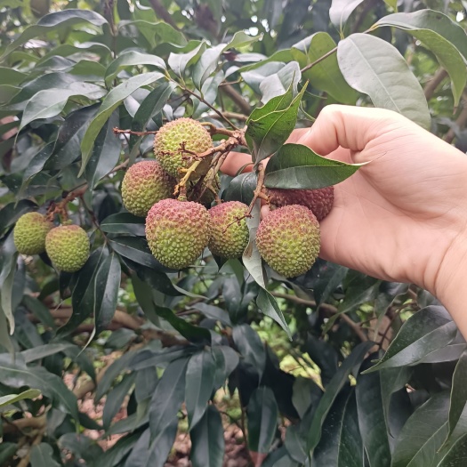 廉江市新鲜荔枝岀园了，需要的联系。