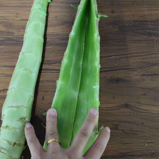 靖远县红莴笋上市了